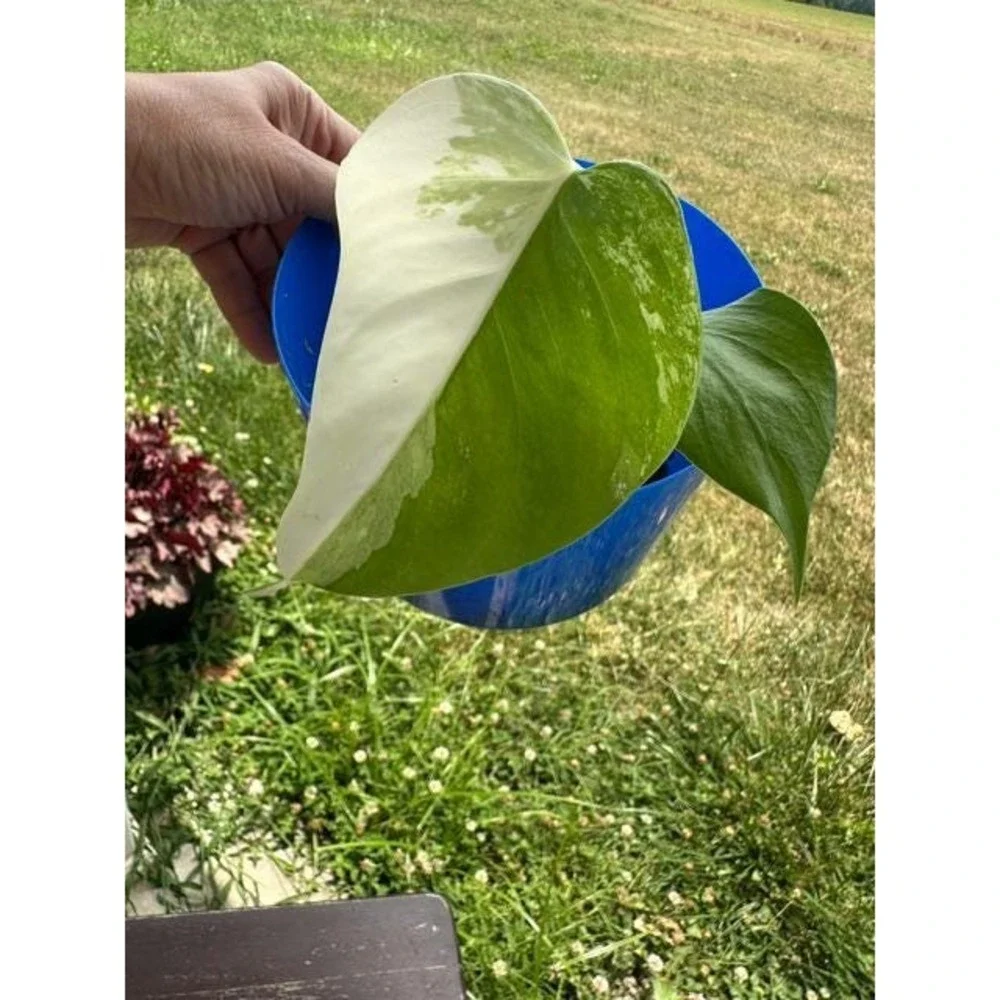 Monstera Albo Variegated – Exact Live Rooted Plant - US Seller - #7